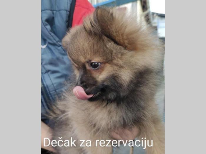 pomeranski špic mužjaci besplatni mali oglasi