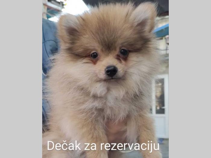 pomeranski špic mužjaci besplatni mali oglasi
