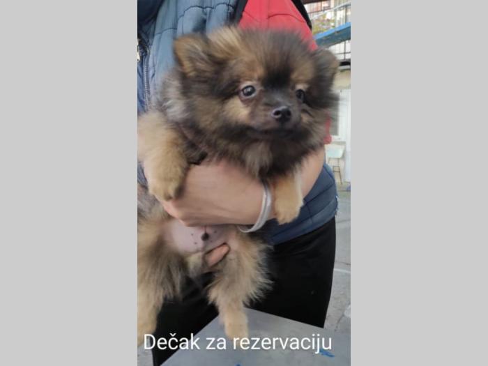 pomeranski špic mužjaci besplatni mali oglasi