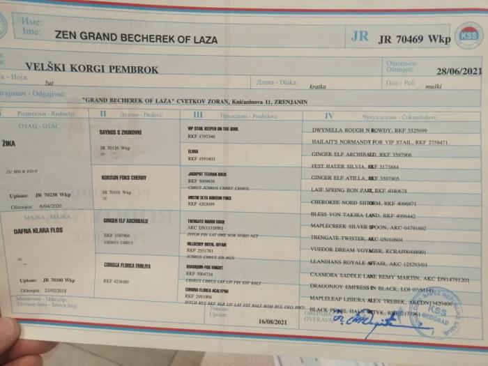 velški korgi pembrok muško štene besplatni mali oglasi