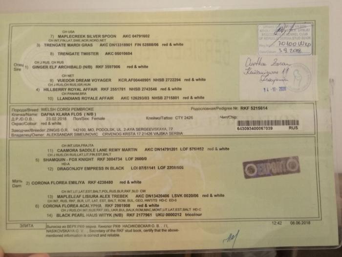 velški korgi pembrok muško štene besplatni mali oglasi