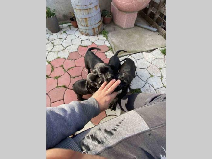 cane corso štenci besplatni mali oglasi