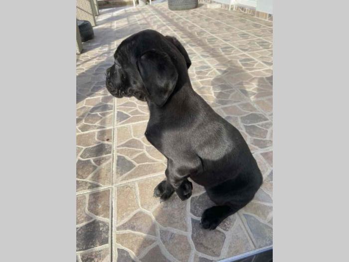 cane corso štenci besplatni mali oglasi