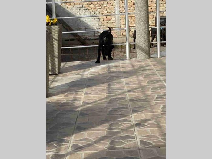 cane corso štenci besplatni mali oglasi