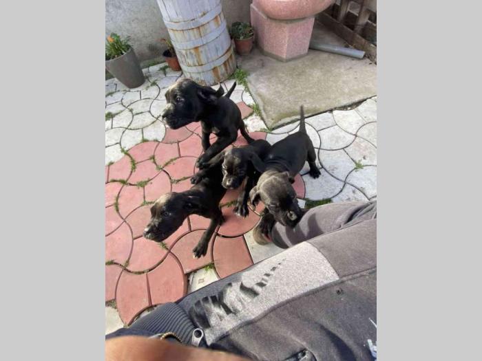 cane corso štenci besplatni mali oglasi