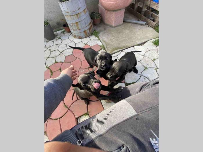 cane corso štenci besplatni mali oglasi
