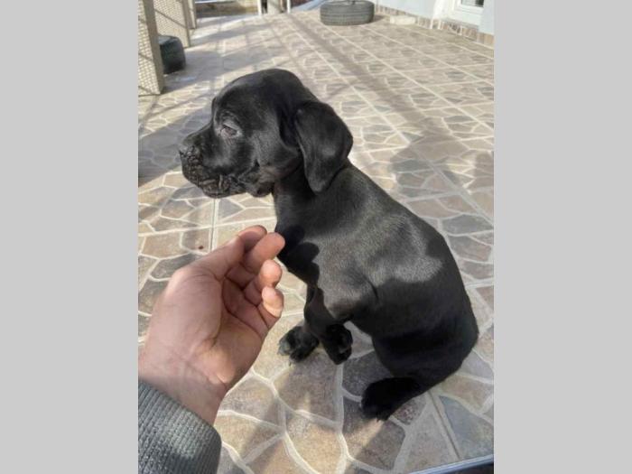 cane corso štenci besplatni mali oglasi