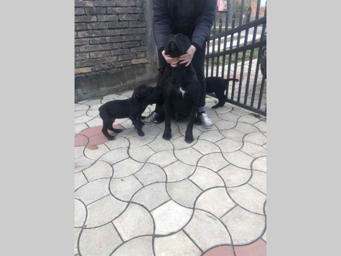 cane corso štenci besplatni mali oglasi