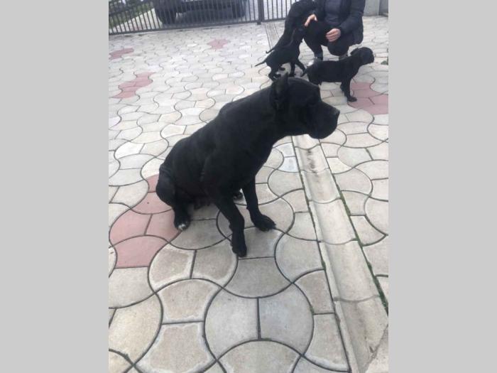 cane corso štenci besplatni mali oglasi