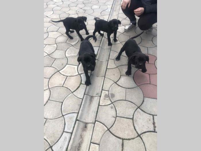 cane corso štenci besplatni mali oglasi