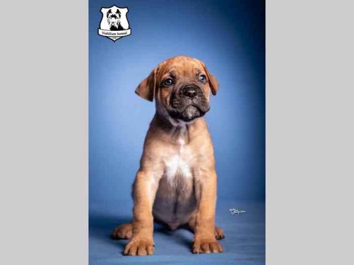 cane corso štenci besplatni mali oglasi