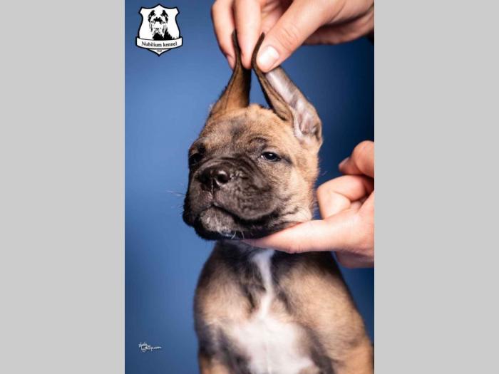 cane corso štenci besplatni mali oglasi