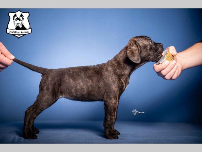 cane corso štenci besplatni mali oglasi