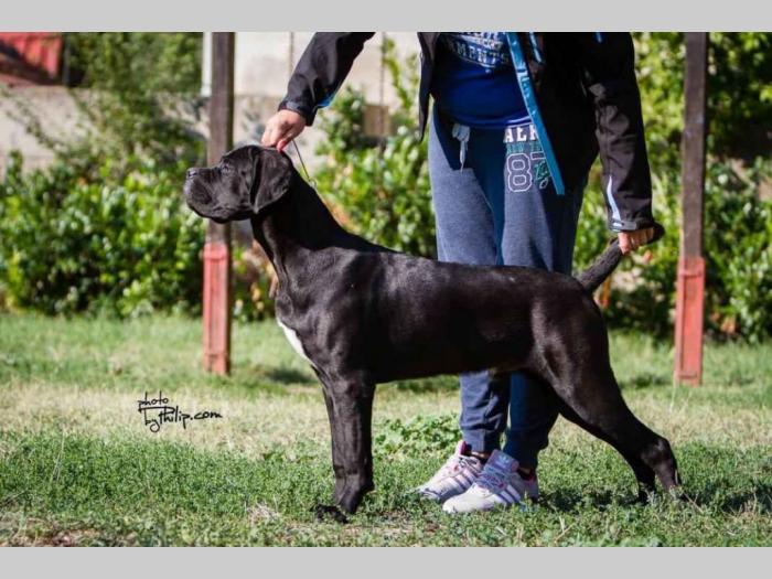 cane corso štenci besplatni mali oglasi