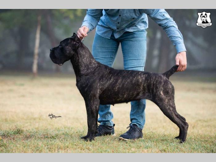 cane corso štenci besplatni mali oglasi