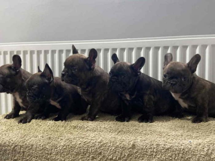 francuski buldog štenci besplatni mali oglasi