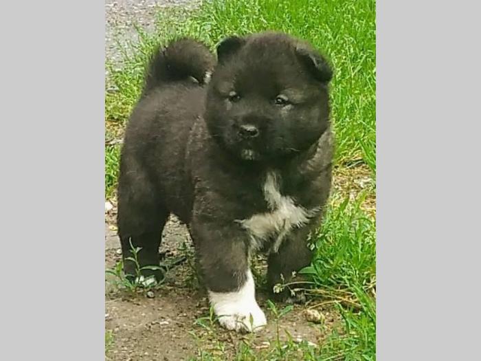 američka akita besplatni mali oglasi