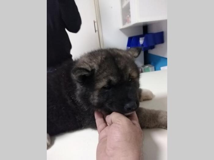 američka akita besplatni mali oglasi