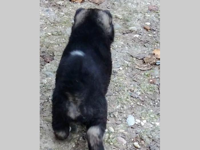 američka akita besplatni mali oglasi