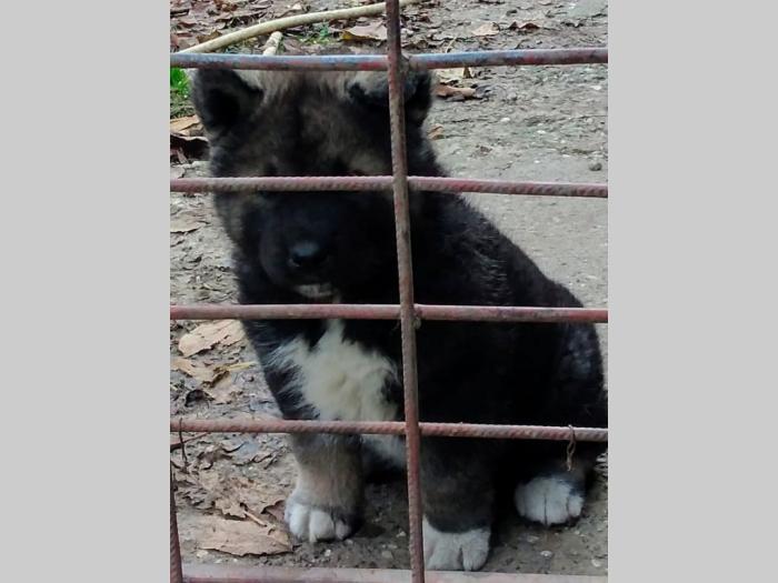 američka akita besplatni mali oglasi