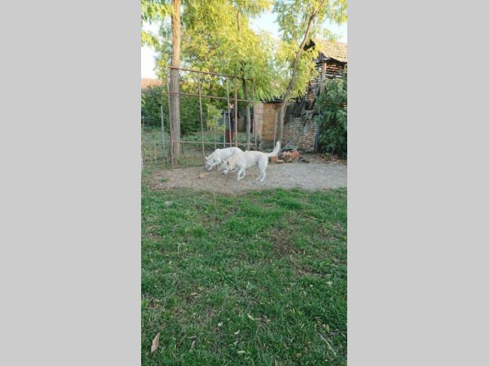 beli švajcarski ovčar besplatni mali oglasi