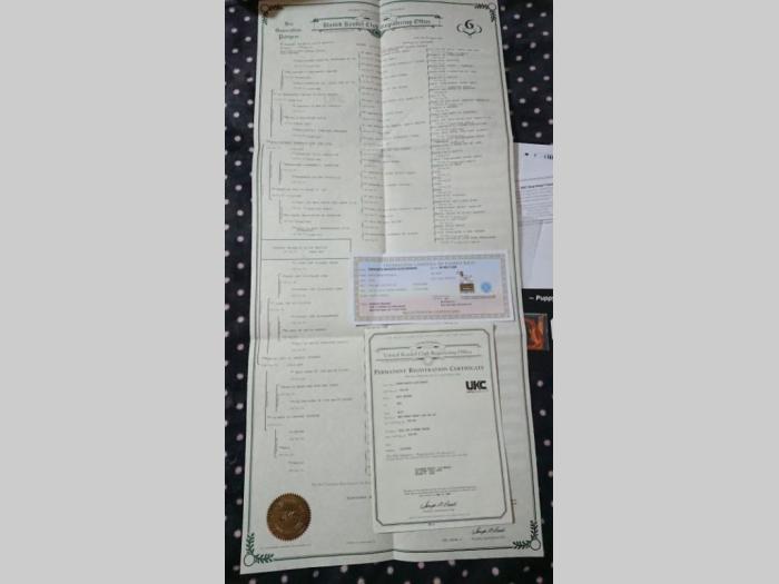 beli švajcarski ovčar besplatni mali oglasi