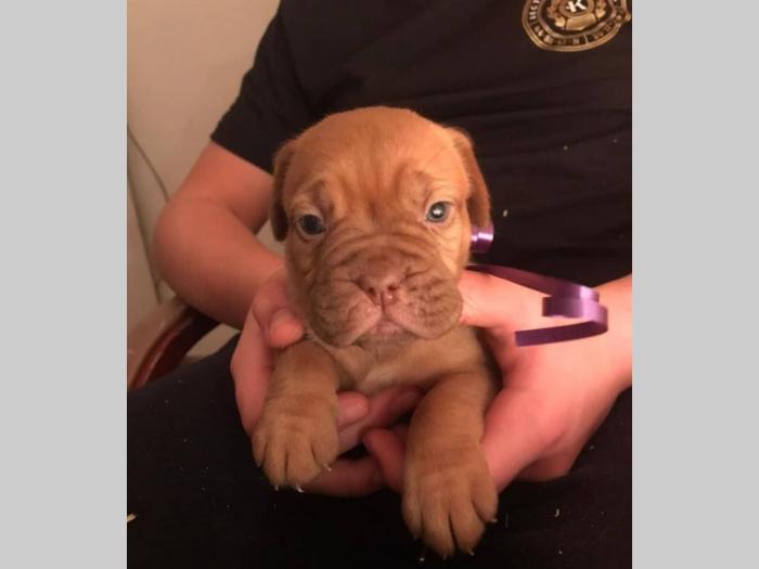 bordoške doge štenci besplatni mali oglasi