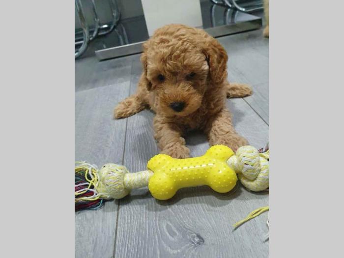 bordoške doge štenci besplatni mali oglasi