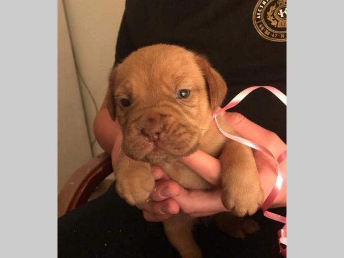 bordoške doge štenci besplatni mali oglasi