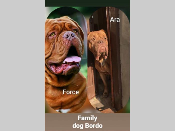 bordoške doge štenci besplatni mali oglasi