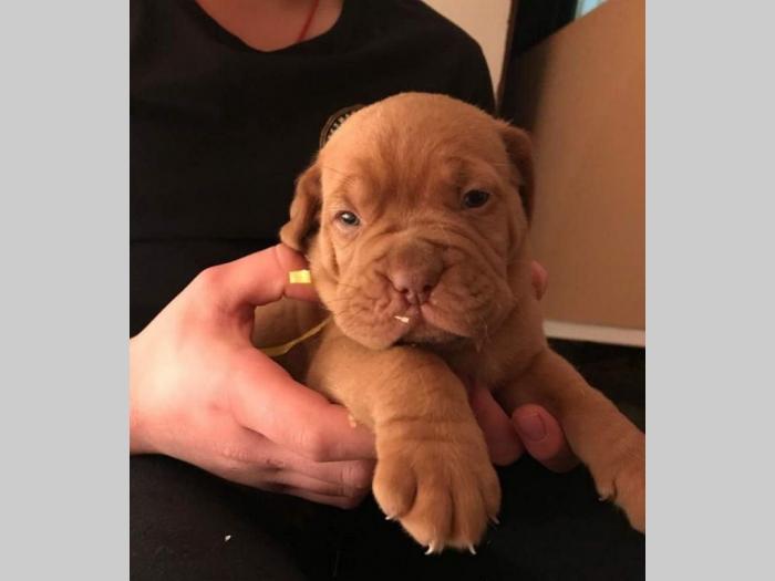 bordoške doge štenci besplatni mali oglasi