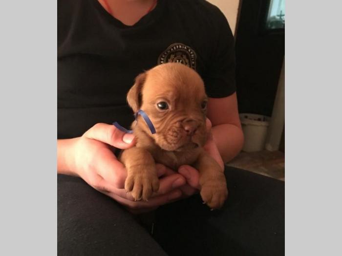 bordoške doge štenci besplatni mali oglasi