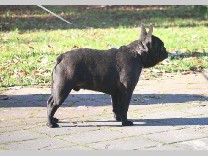 francuski buldog mužjak besplatni mali oglasi