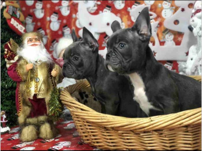 francuski buldog štenci besplatni mali oglasi