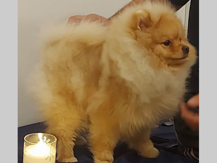 pomeranac besplatni mali oglasi