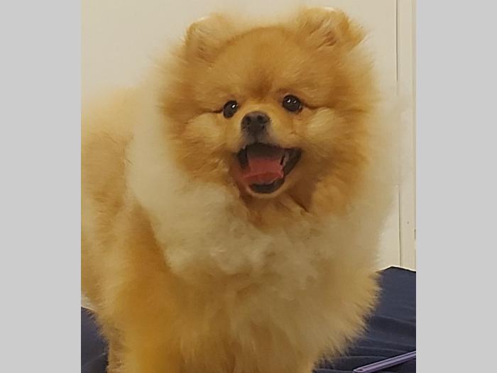 pomeranac besplatni mali oglasi