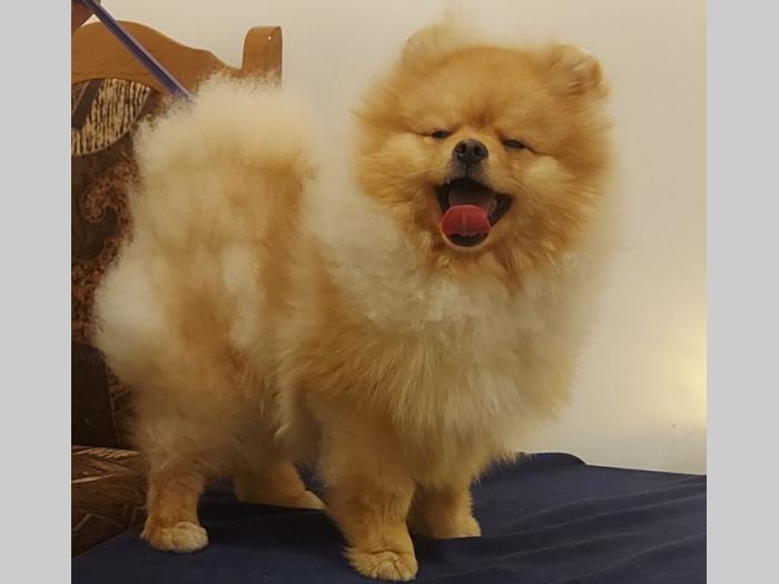 pomeranac besplatni mali oglasi