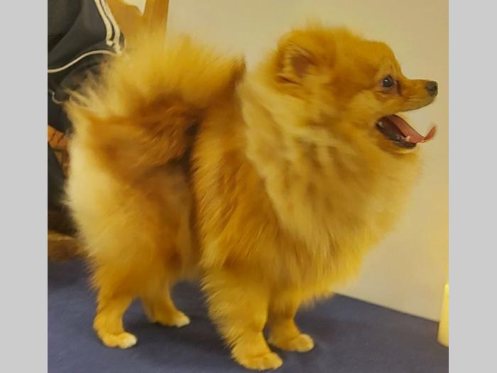 pomeranac besplatni mali oglasi