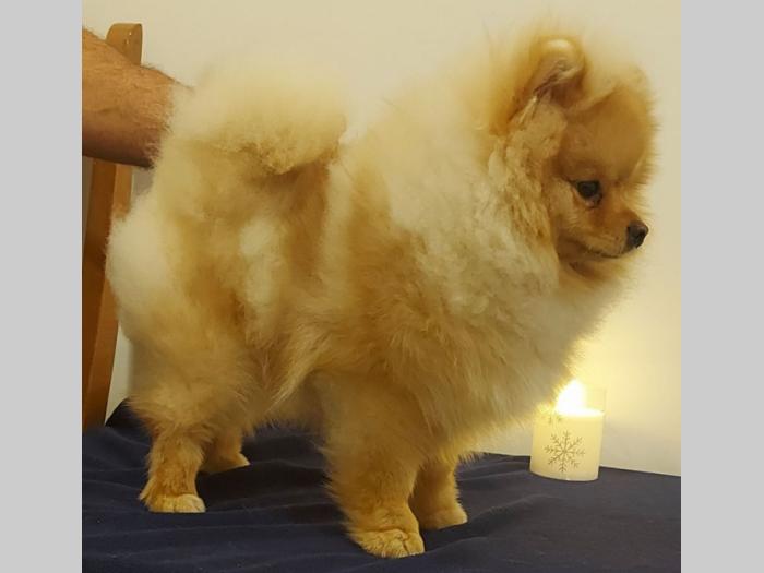 pomeranac besplatni mali oglasi