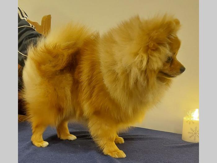 pomeranac besplatni mali oglasi