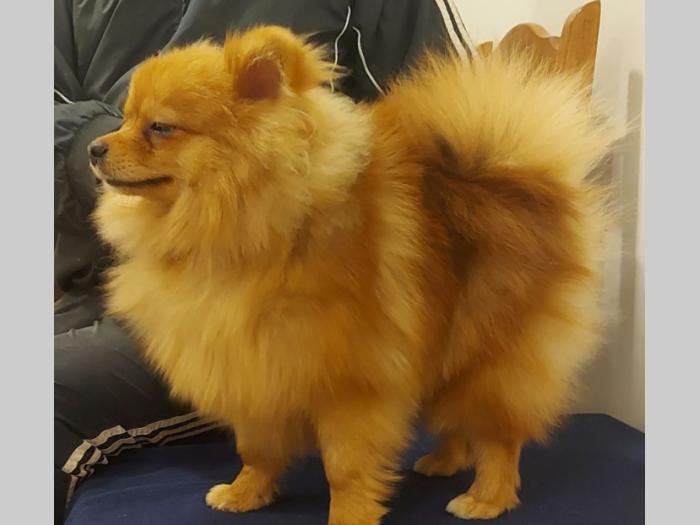 pomeranac besplatni mali oglasi