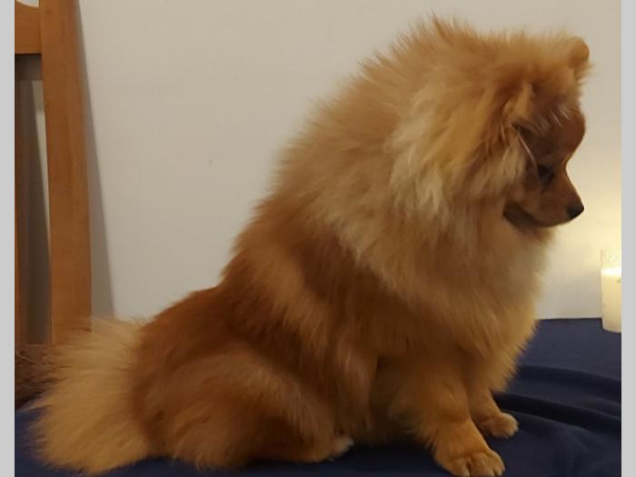 pomeranac besplatni mali oglasi