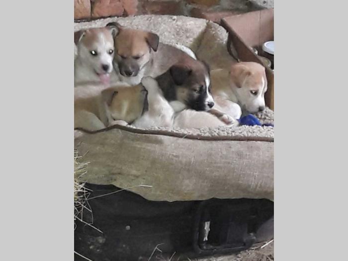poklanjam prelepe mešance majka haski besplatni mali oglasi