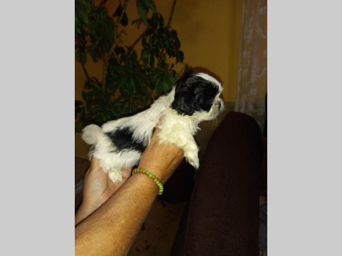ši cu štenci besplatni mali oglasi