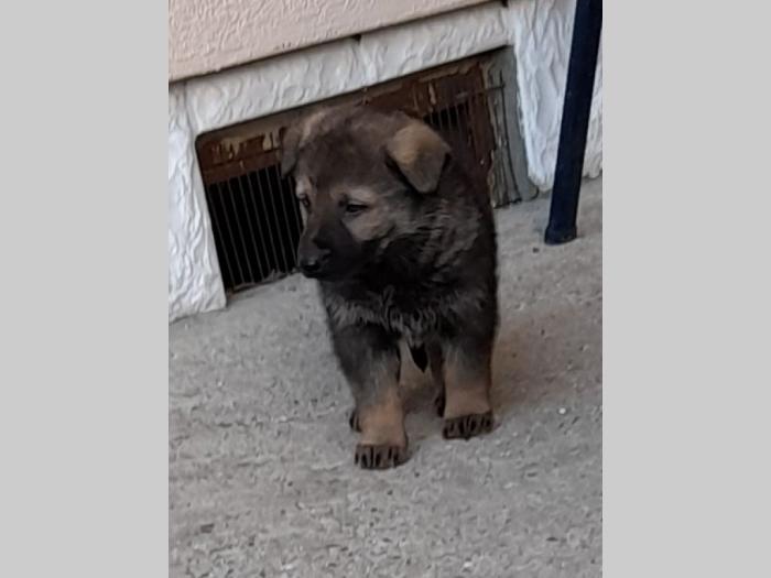 nemački ovčar štenci besplatni mali oglasi