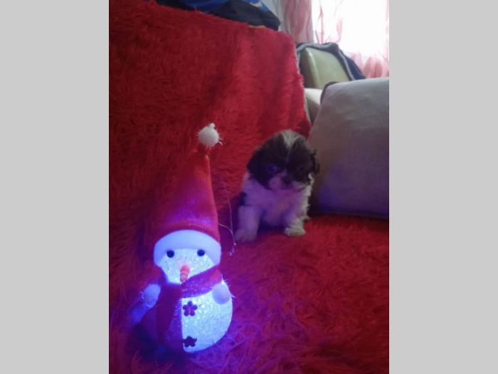 ši cu štenci besplatni mali oglasi