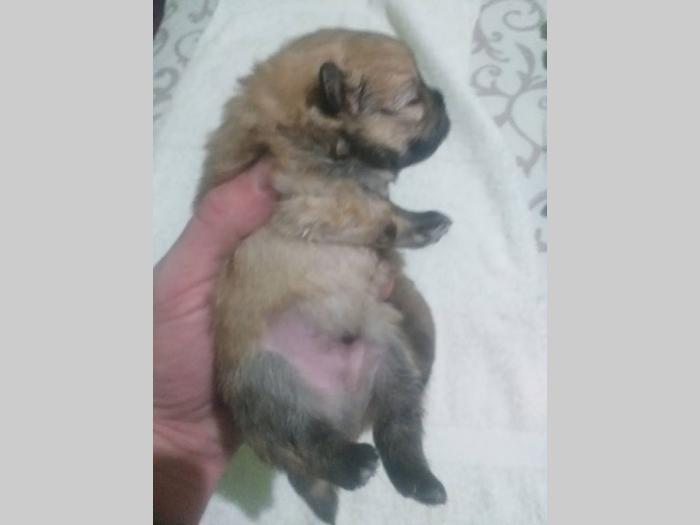 patuljasti špic pomeranac besplatni mali oglasi