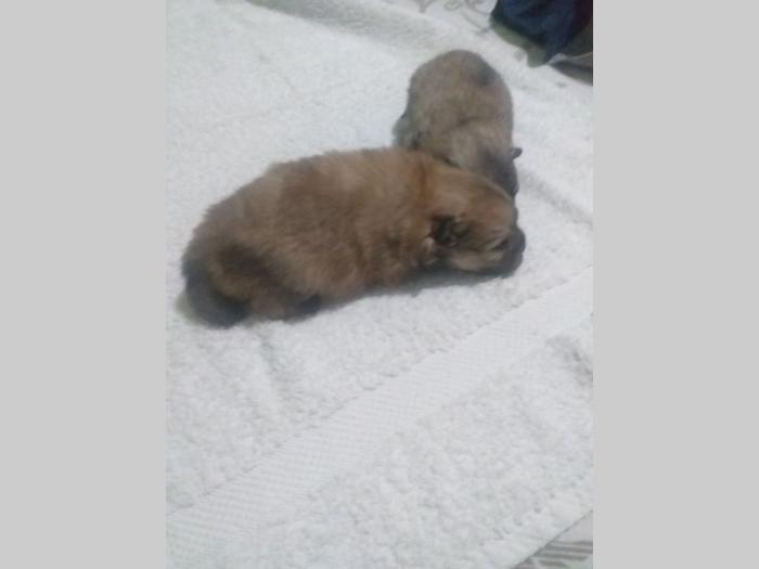 patuljasti špic pomeranac besplatni mali oglasi