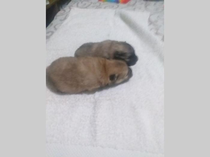 patuljasti špic pomeranac besplatni mali oglasi