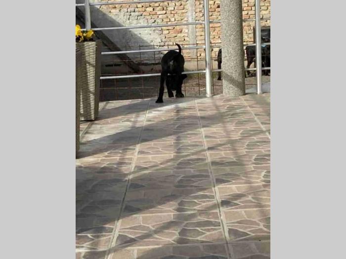 štenci kane korso besplatni mali oglasi
